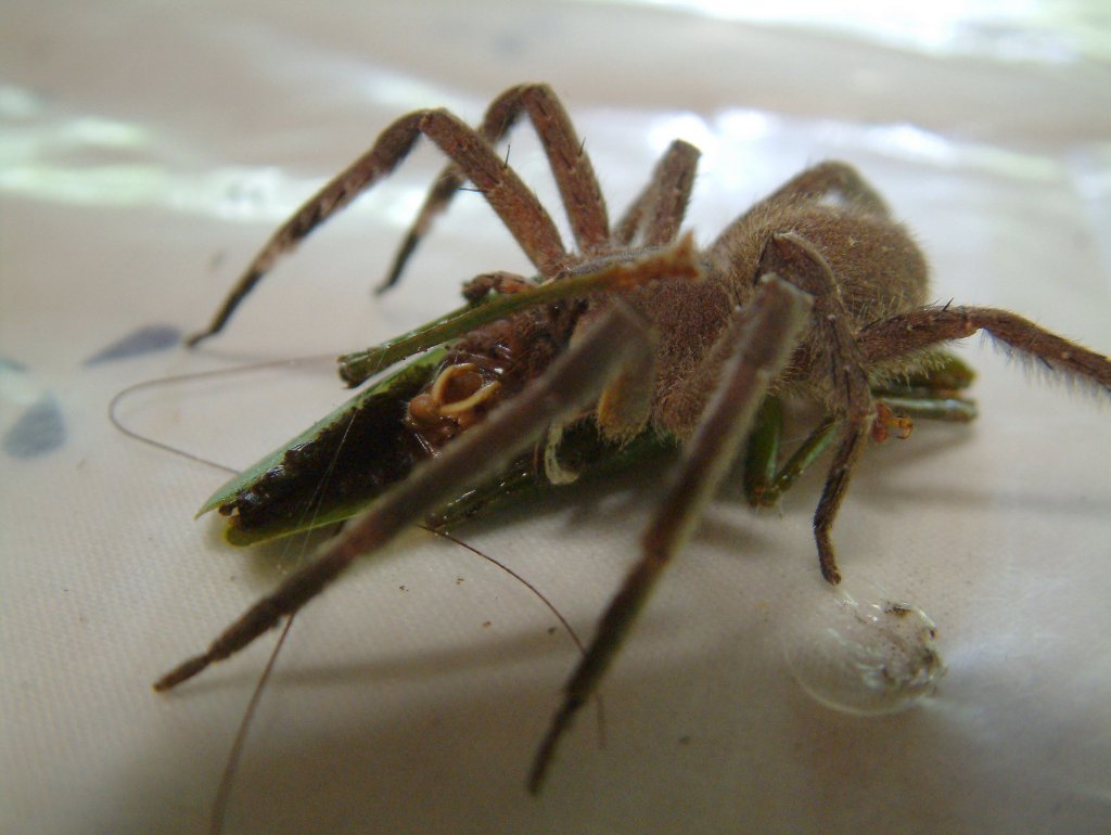 16-Spider eating grasshopper.jpg - Spider eating grasshopper